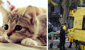 gatitos en twitter tras ataque barcelona